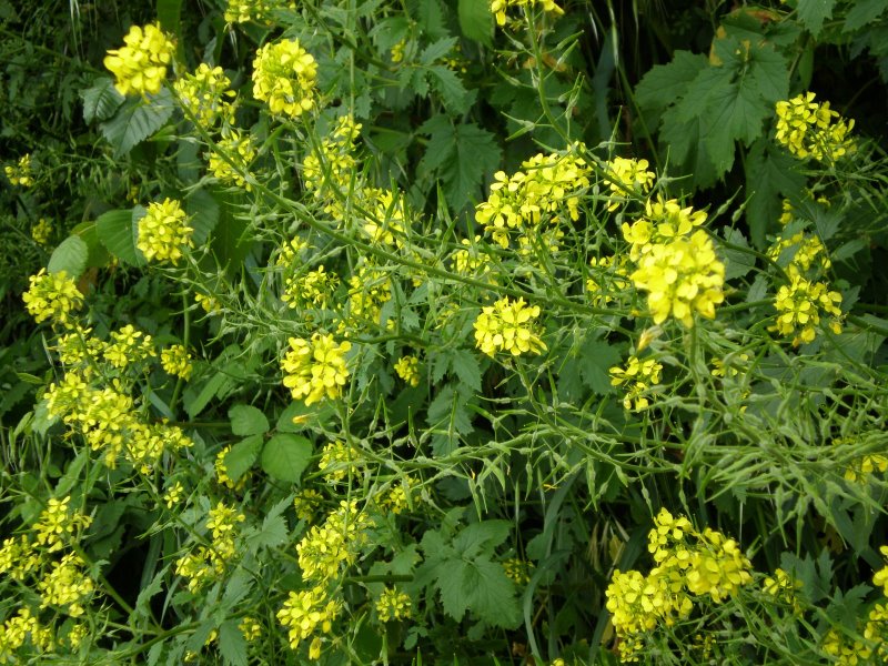 Sinapis alba