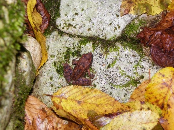 Ranocchietta sconosciuta - Rana italica