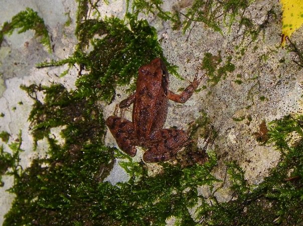 Ranocchietta sconosciuta - Rana italica