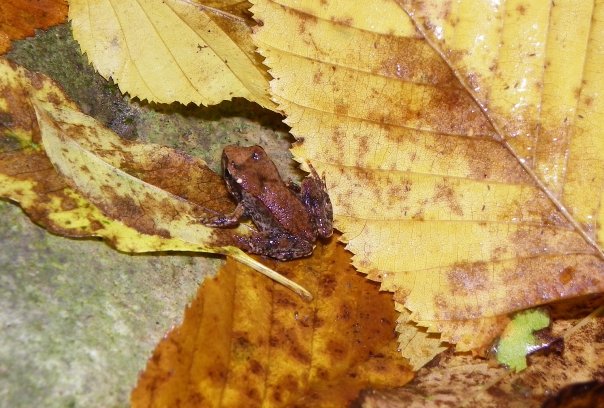 Ranocchietta sconosciuta - Rana italica