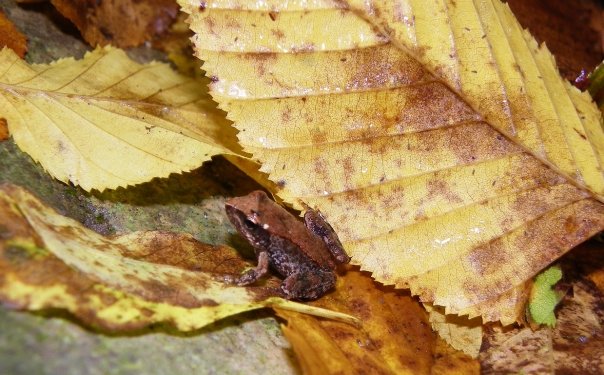 Ranocchietta sconosciuta - Rana italica