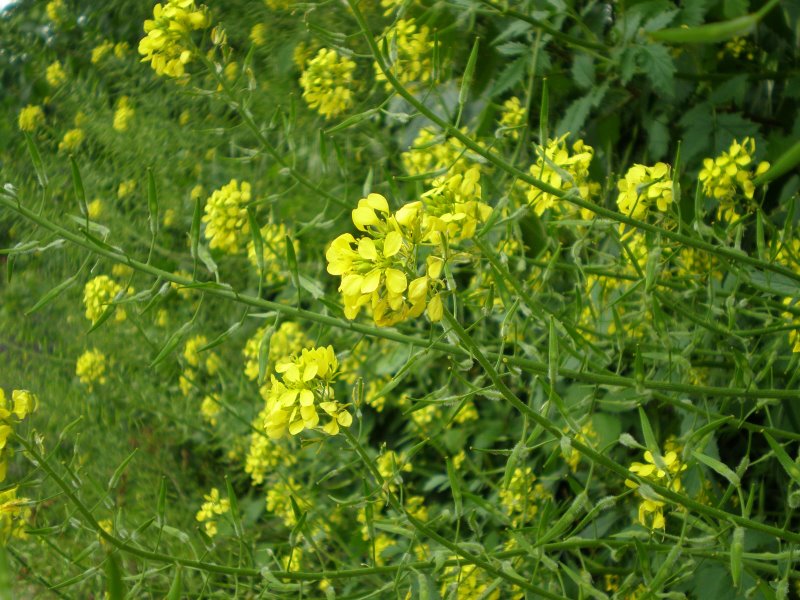 Sinapis alba