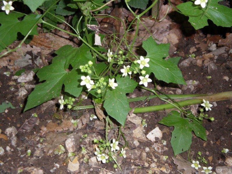 Pianta strisciante con fiori. Bryonia dioica