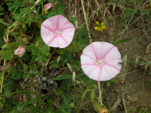 Non mi picchiate......