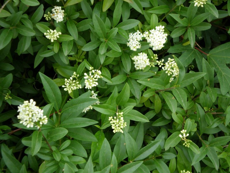 Ligustrum vulgare