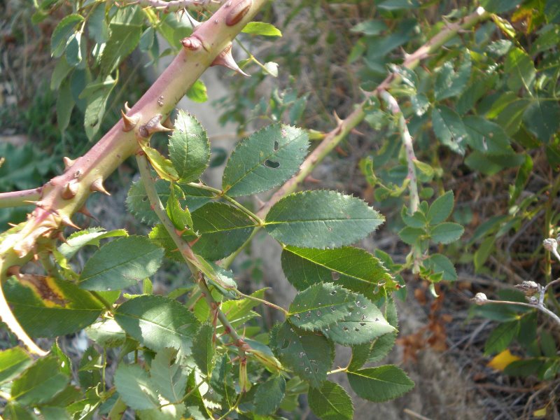 Arbusto spinoso con frutti: Rosa cfr. canina