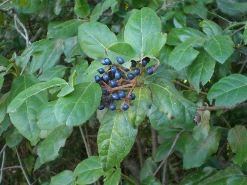 Viburnum tinus / Viburno-tino