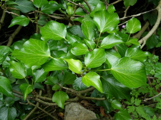 Hedera helix / Edera