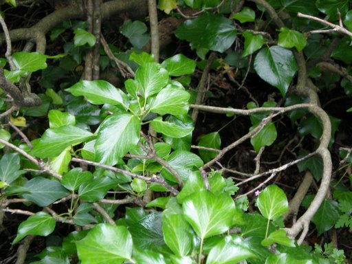 Hedera helix / Edera