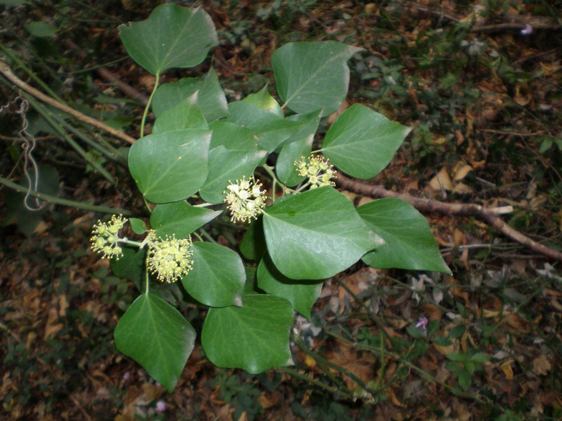 Hedera helix / Edera