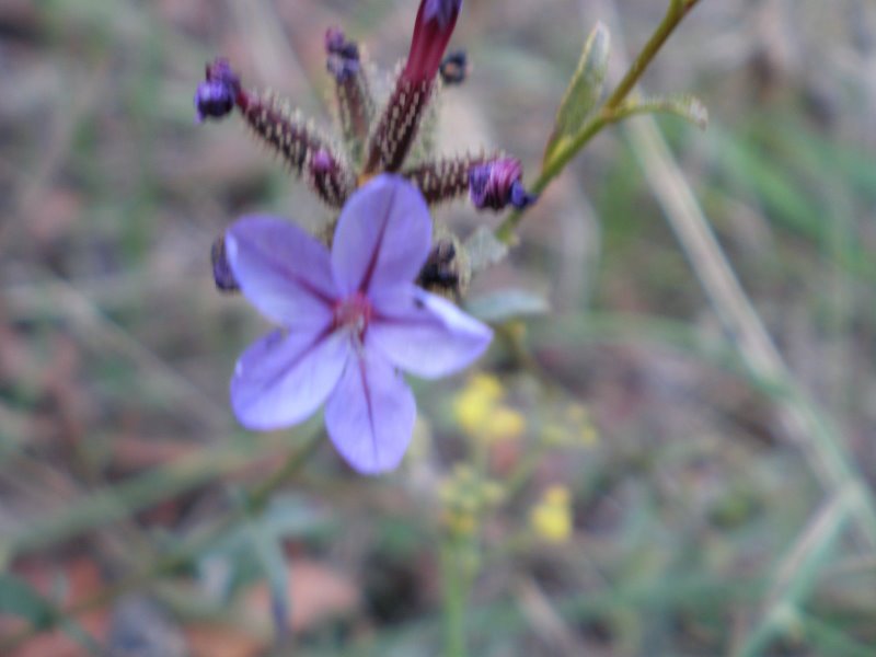 Plumbago europaea / Caprinella