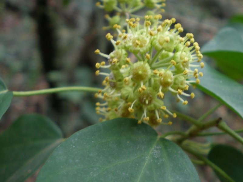 Hedera helix / Edera
