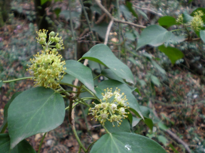Hedera helix / Edera