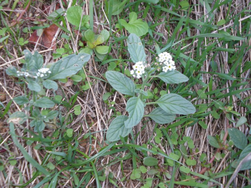 Heliotropium europaeum / Eliotropio selvatico