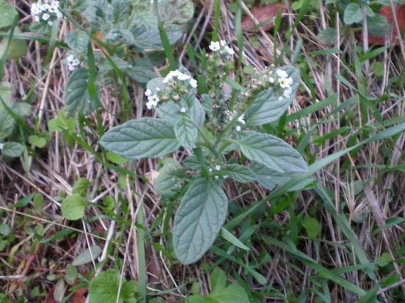 Heliotropium europaeum / Eliotropio selvatico