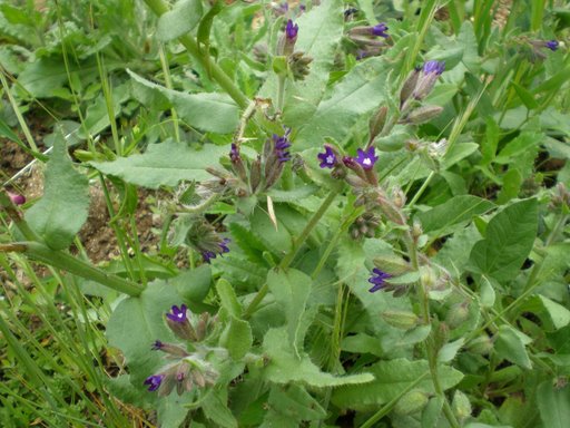 fiori azzurri e fusto molto peloso - Anchusa