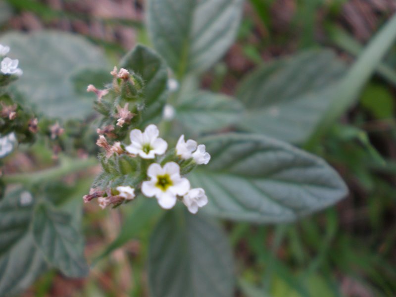 Heliotropium europaeum / Eliotropio selvatico