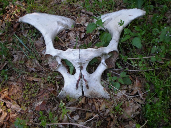 Osso di animale. Bacino Mucca