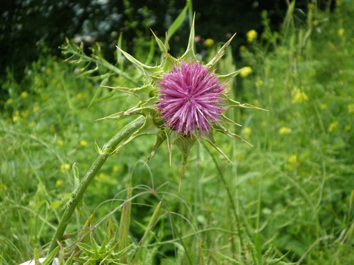 Silybum marianum