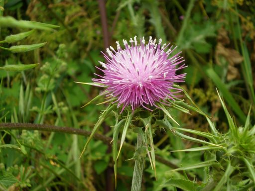 Silybum marianum