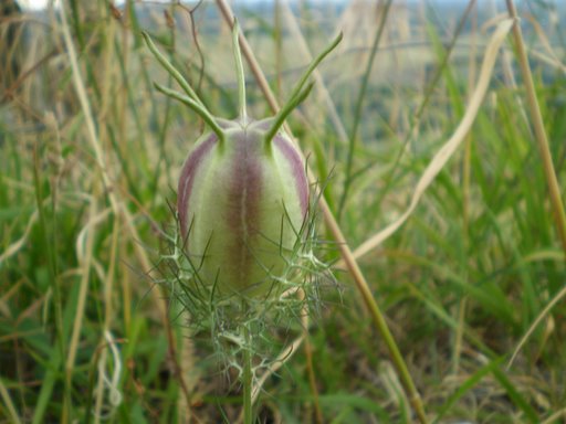 Nigella damascena