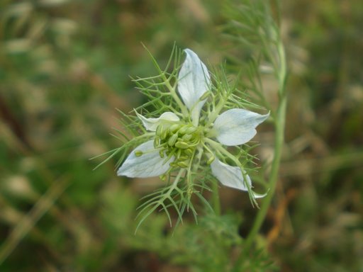 Nigella damascena