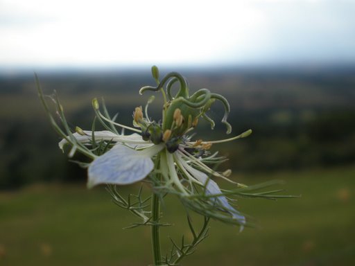 Nigella damascena