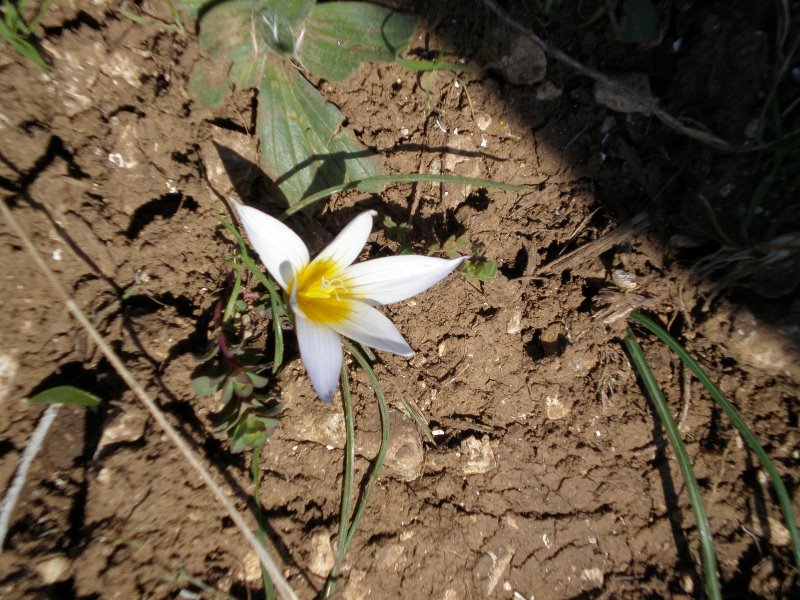 Romulea bulbocodium / Zafferanetto comune