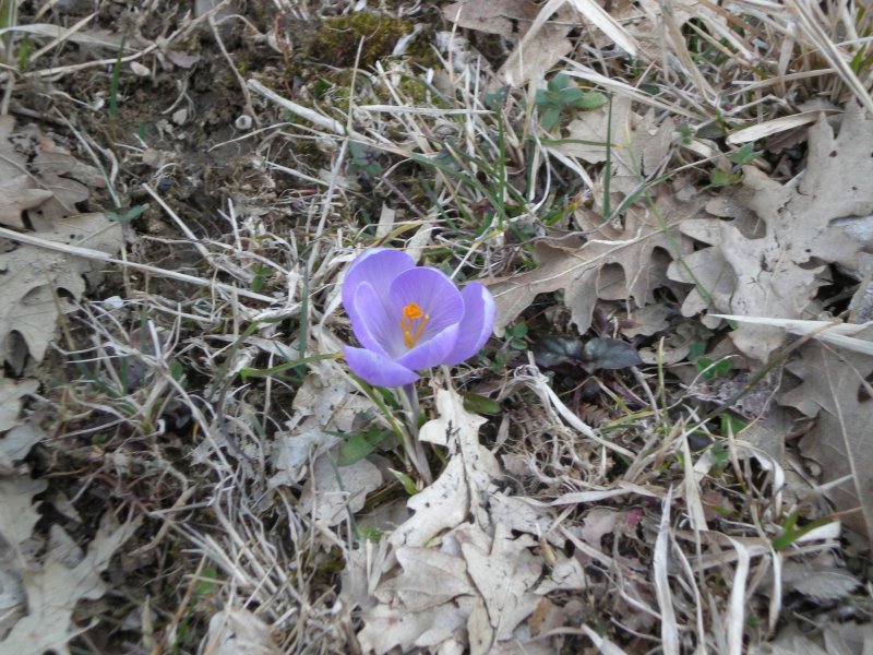 Crocus sp.