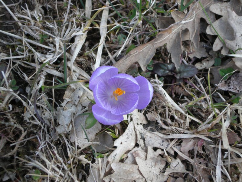 Crocus sp.