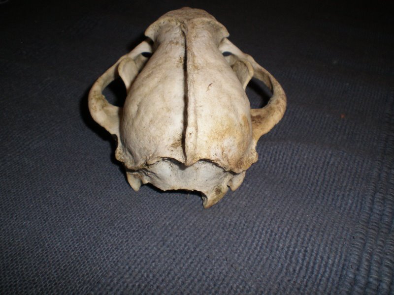 Cranio di Tasso