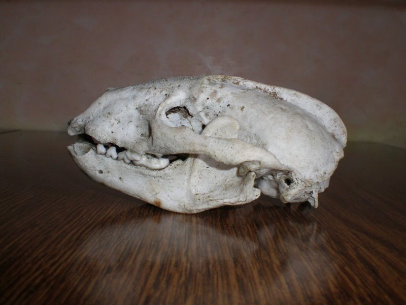 Cranio di Tasso