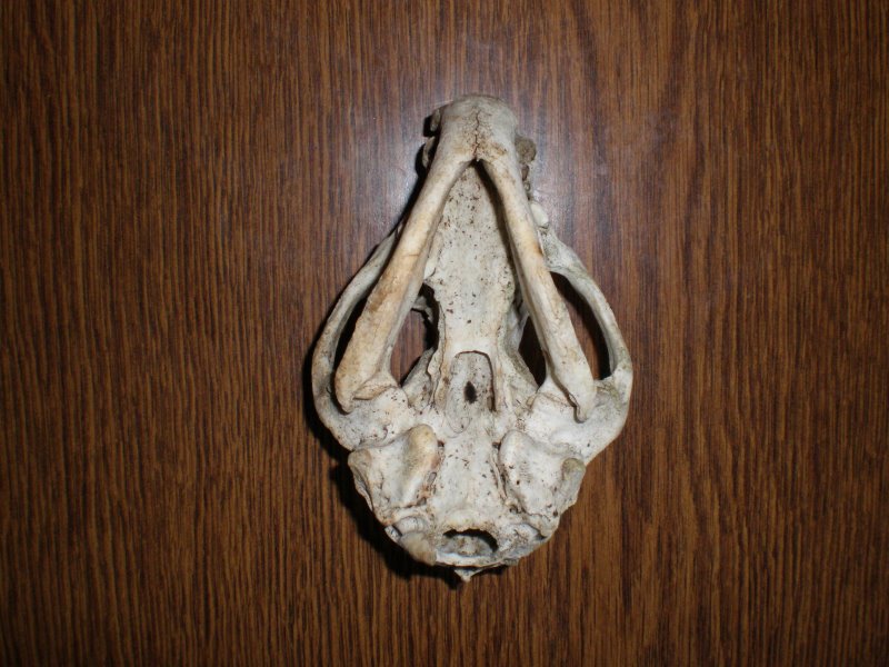 Cranio di Tasso