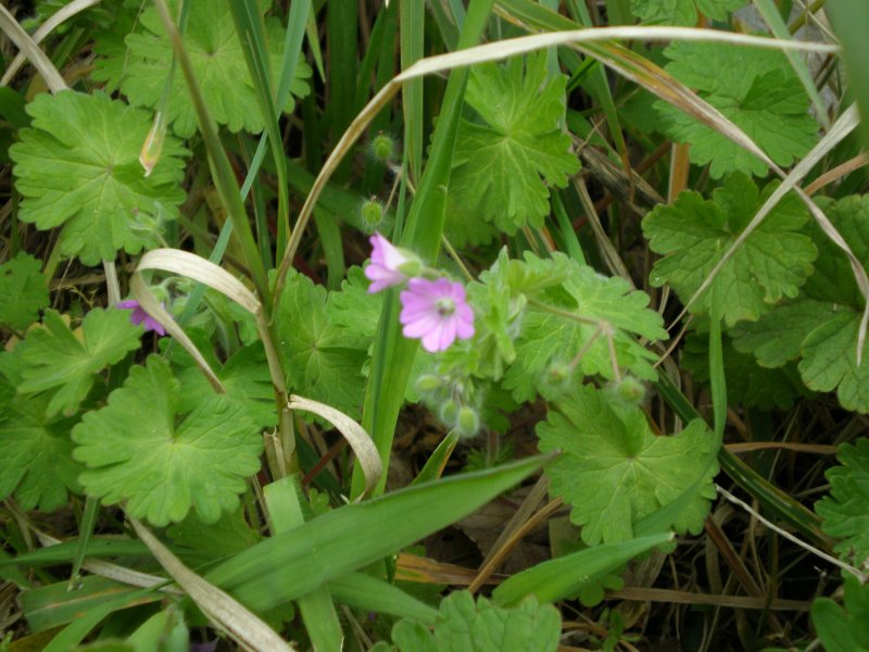 Geranium nolle