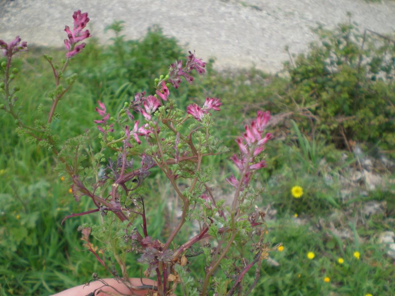Piccola labiata? - Fumaria officinalis