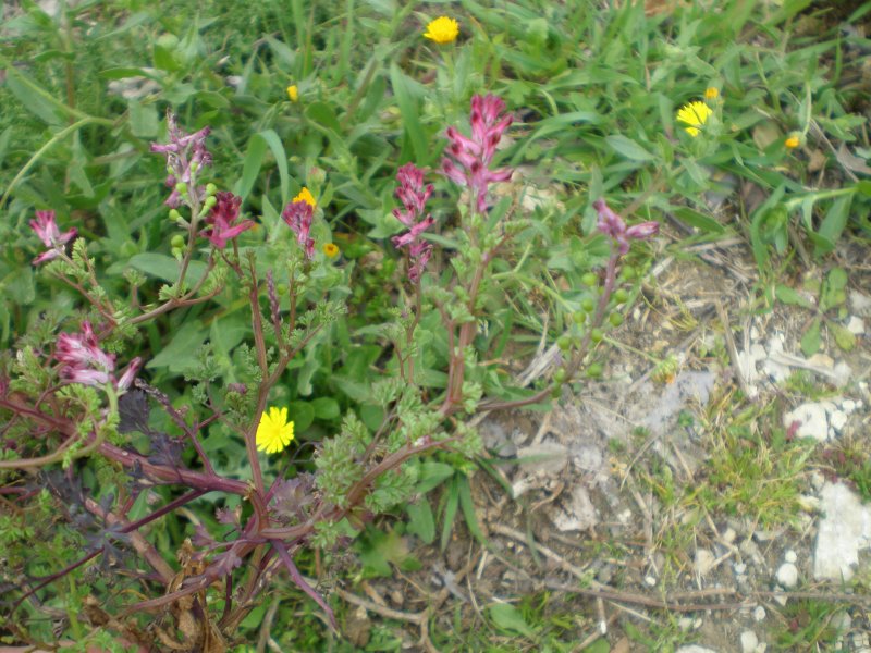 Piccola labiata? - Fumaria officinalis