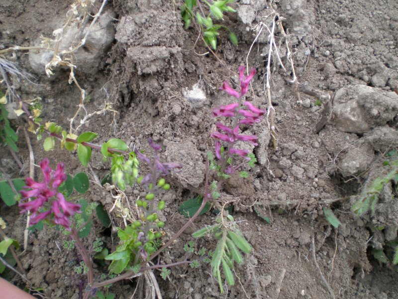 Piccola labiata? - Fumaria officinalis
