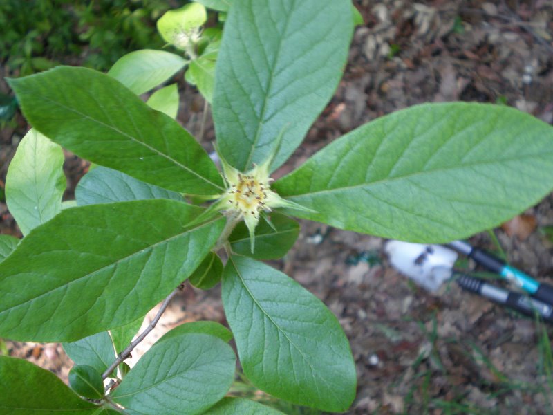 Alberello con bei fiori: cos''? - Mespilus germanica