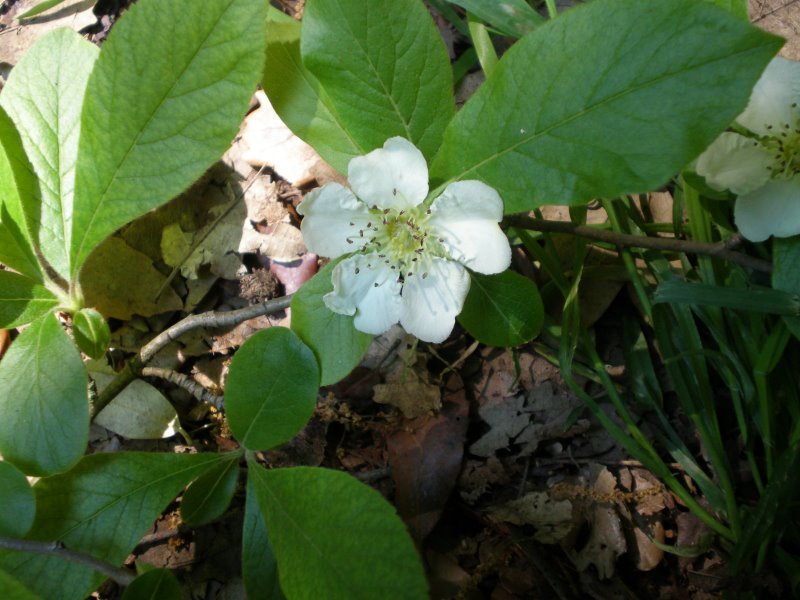 Alberello con bei fiori: cos''? - Mespilus germanica