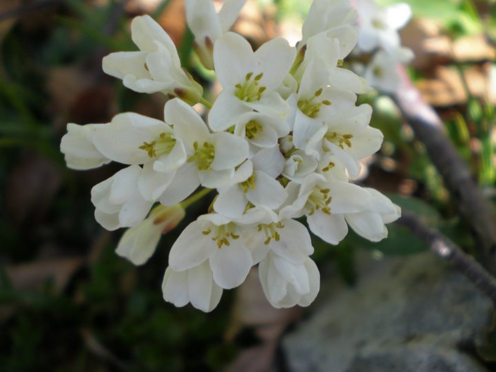 Fiorellini bianchi - Thlaspi sp.