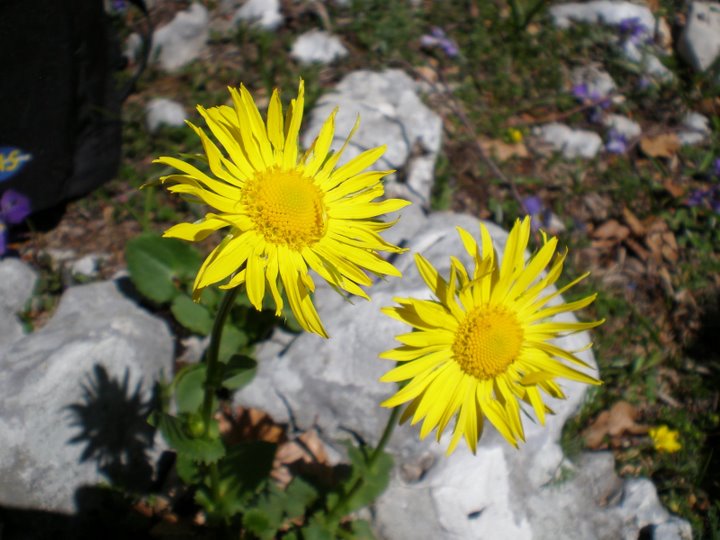 Fiori gialli da determinare - Doronicum sp.