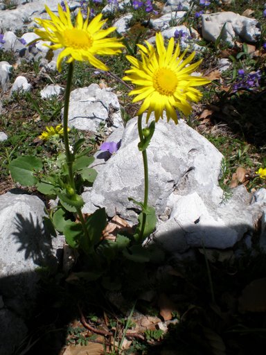 Fiori gialli da determinare - Doronicum sp.