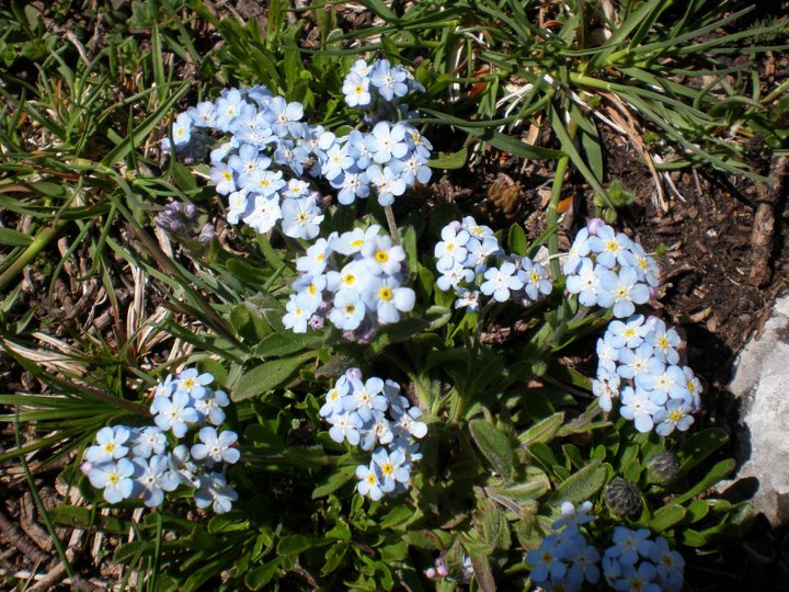 Myosotys alpestris?