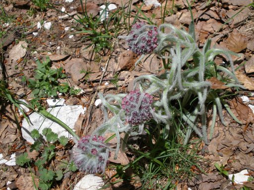 Cynoglossum magellense