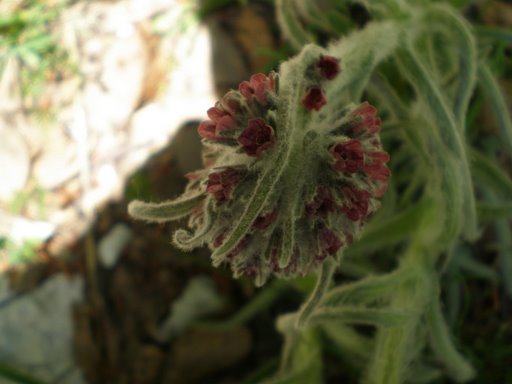 Cynoglossum magellense
