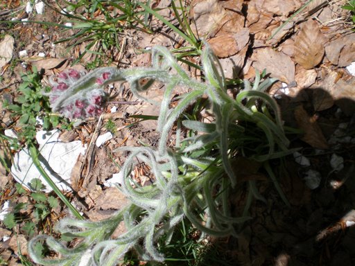 Cynoglossum magellense