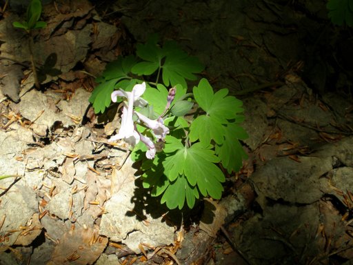 Corydalis cava