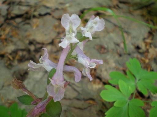 Corydalis cava