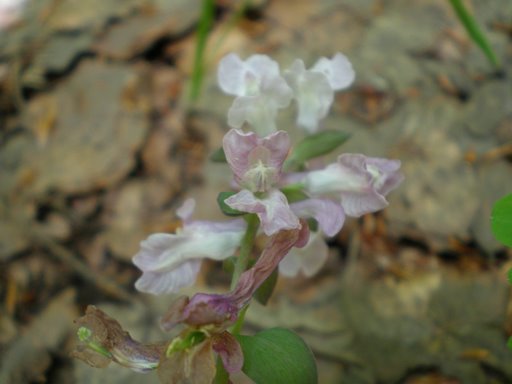 Corydalis cava