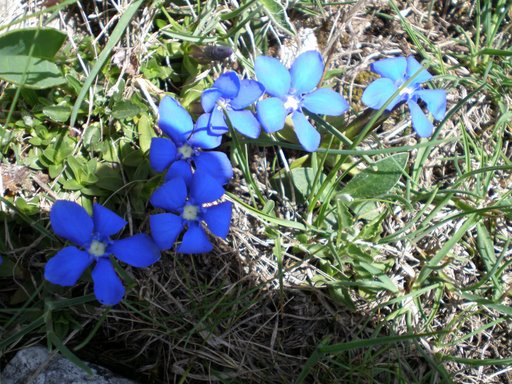 fiori di color blu elettrico - Gentiana verna subsp. verna